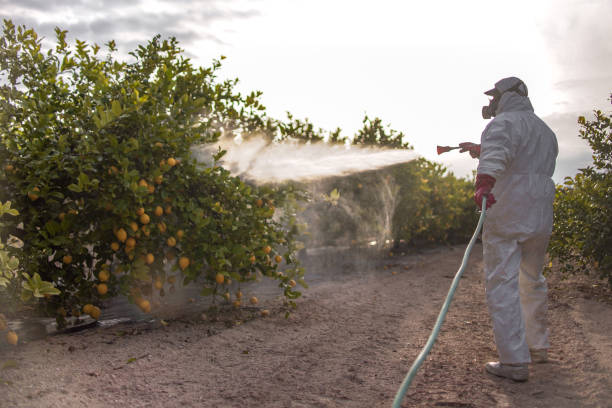 Best Flea Control Services  in Clear Lake, SD