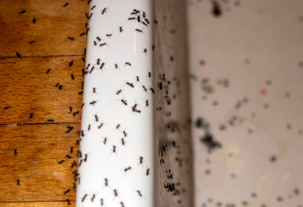 Best Affordable Pest Control Services  in Clear Lake, SD